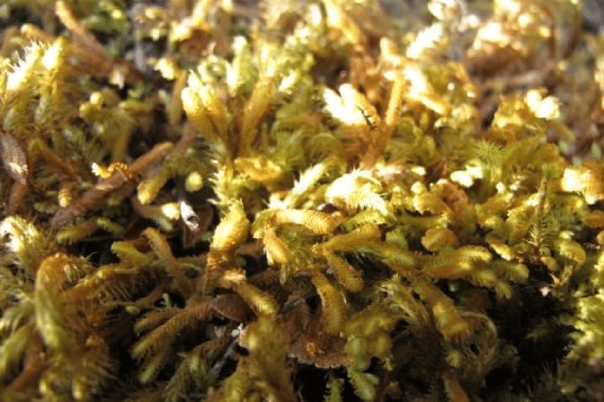 Представитель Семейства Blepharidophyllaceae